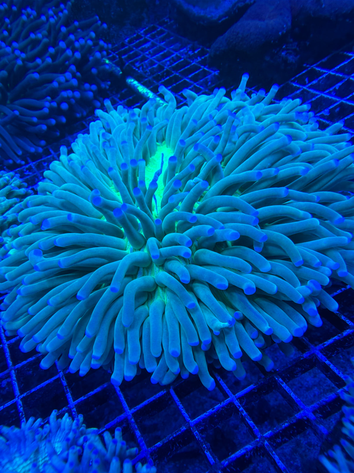 XLG Long tentacle plate coral heliofungia