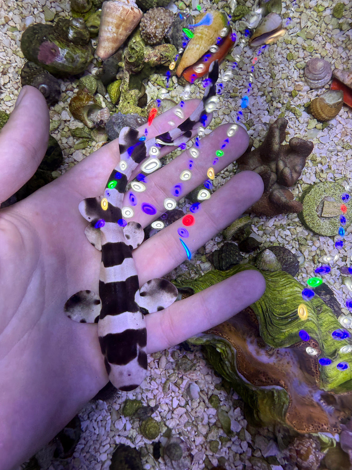 Banded bamboo cat shark med 10- 14in