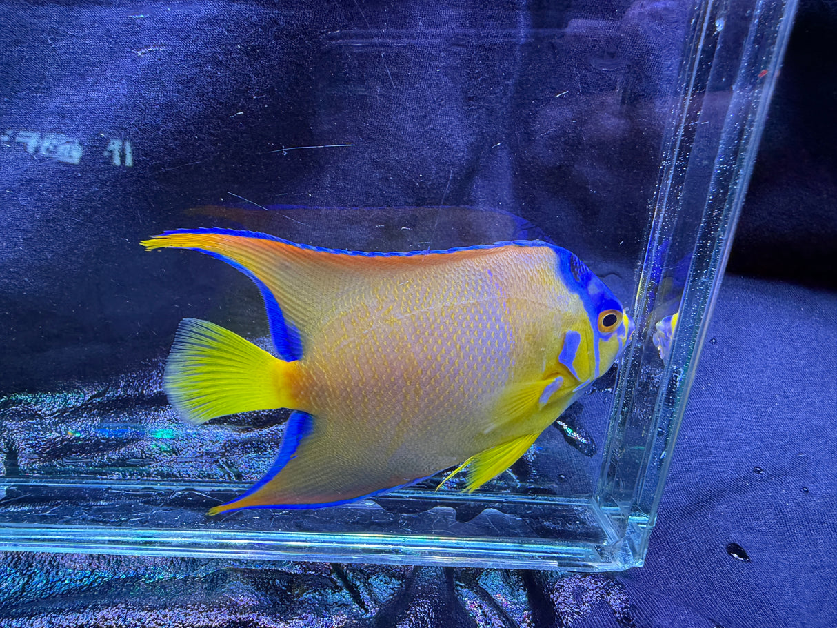 Adult Queen Angelfish