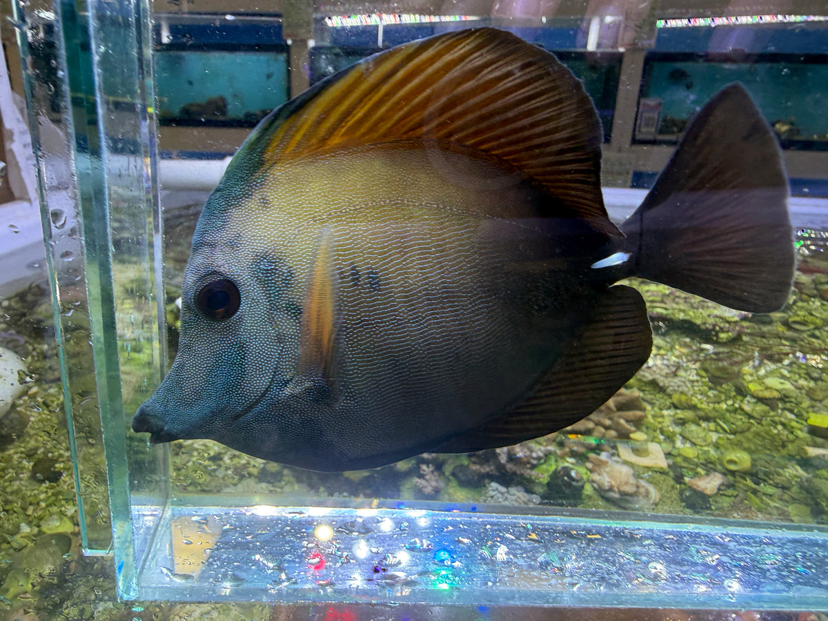 Koi scopas tang WYSIWYG SF6