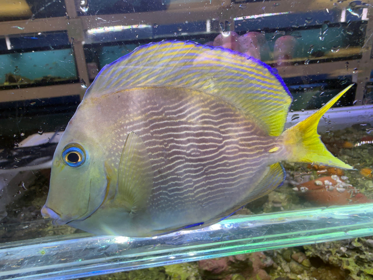Atlantic Blue Tang