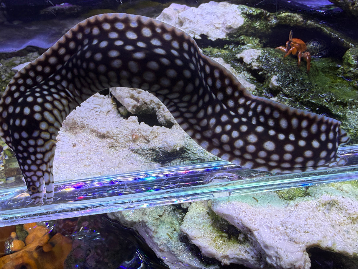 Small African dragon eel 12in