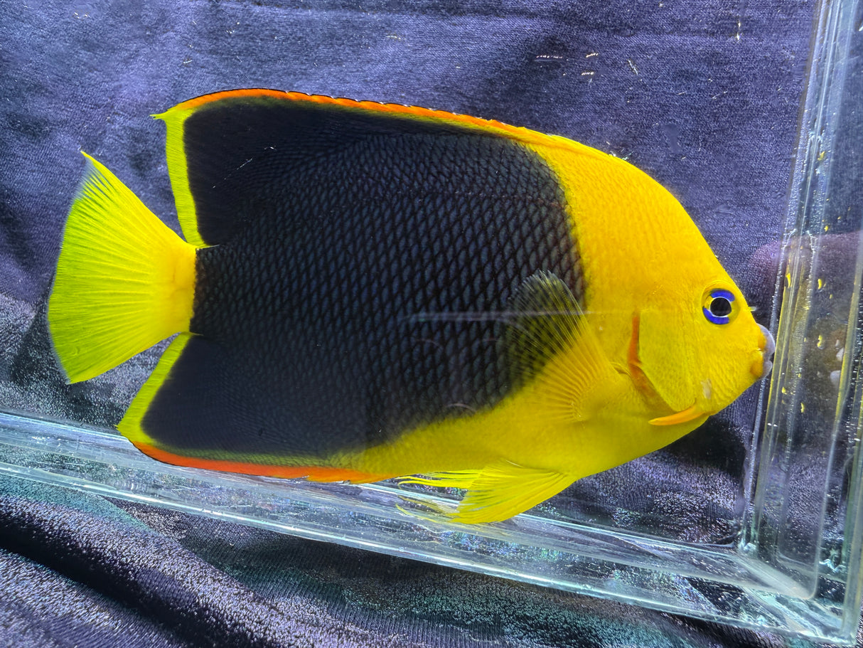 Rock beauty angelfish