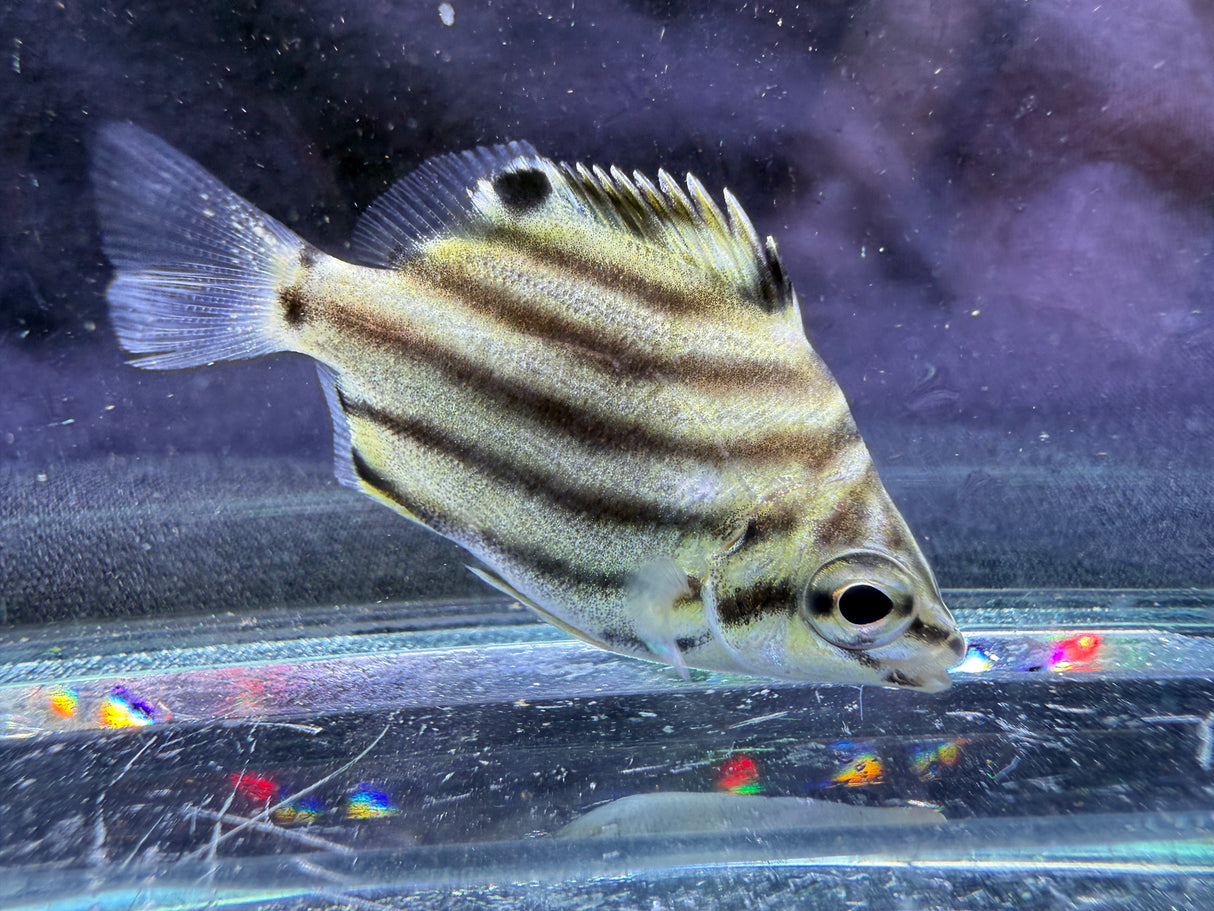 Australian Stripey