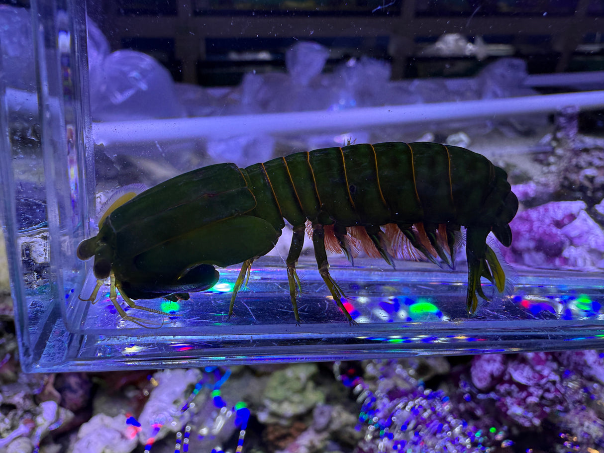 Small green mantis shrimp