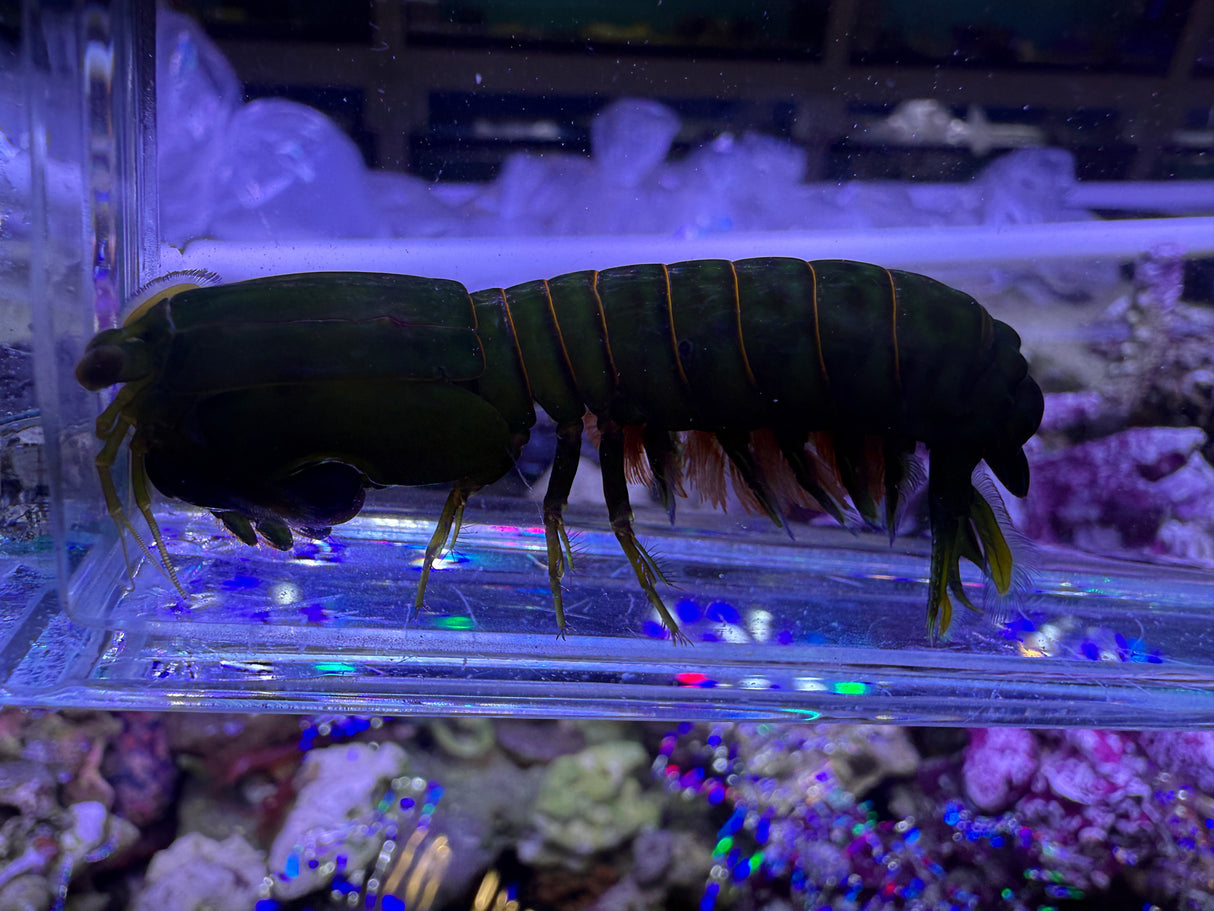 Small green mantis shrimp