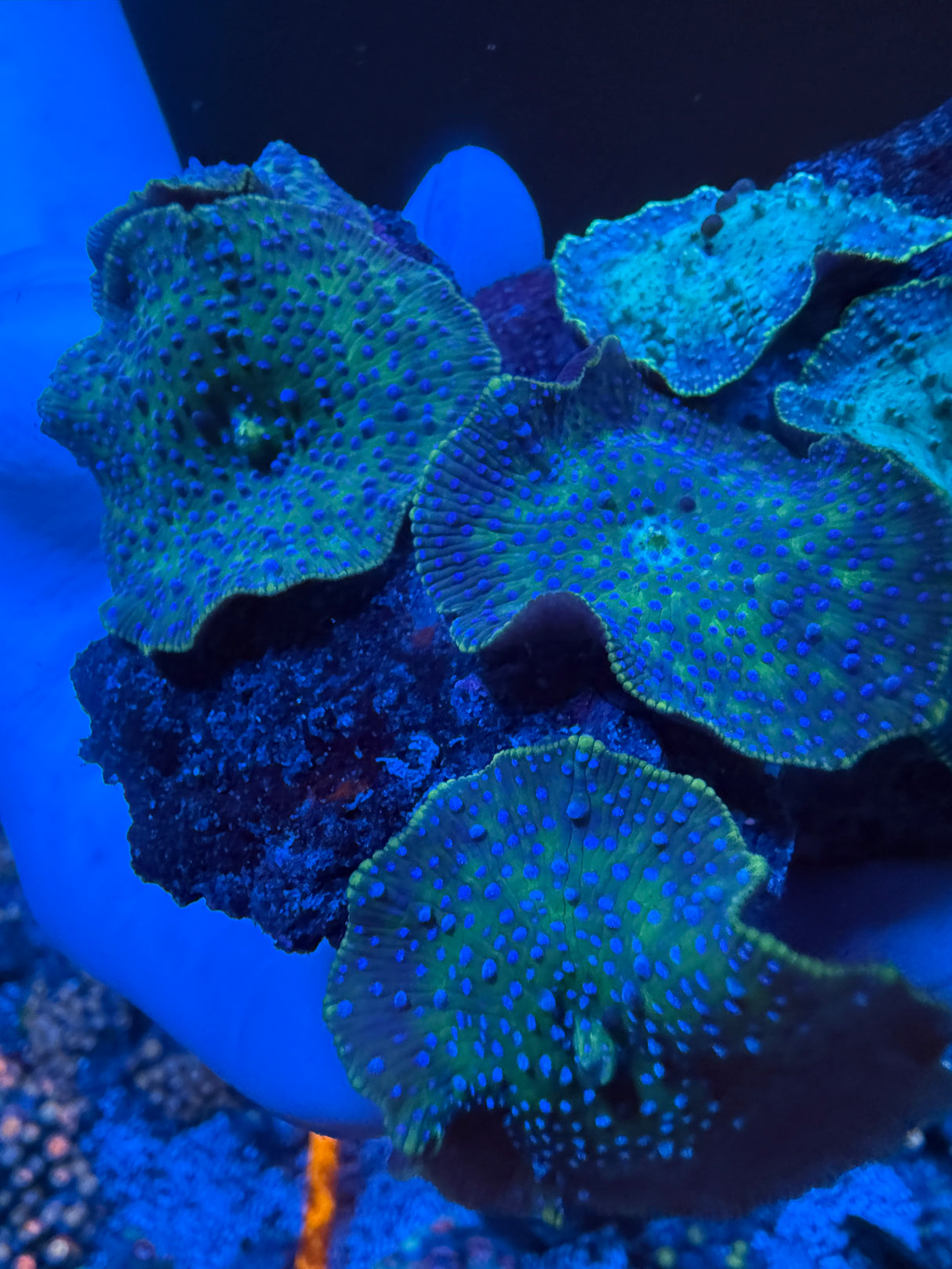 Green Superman Mushrooms