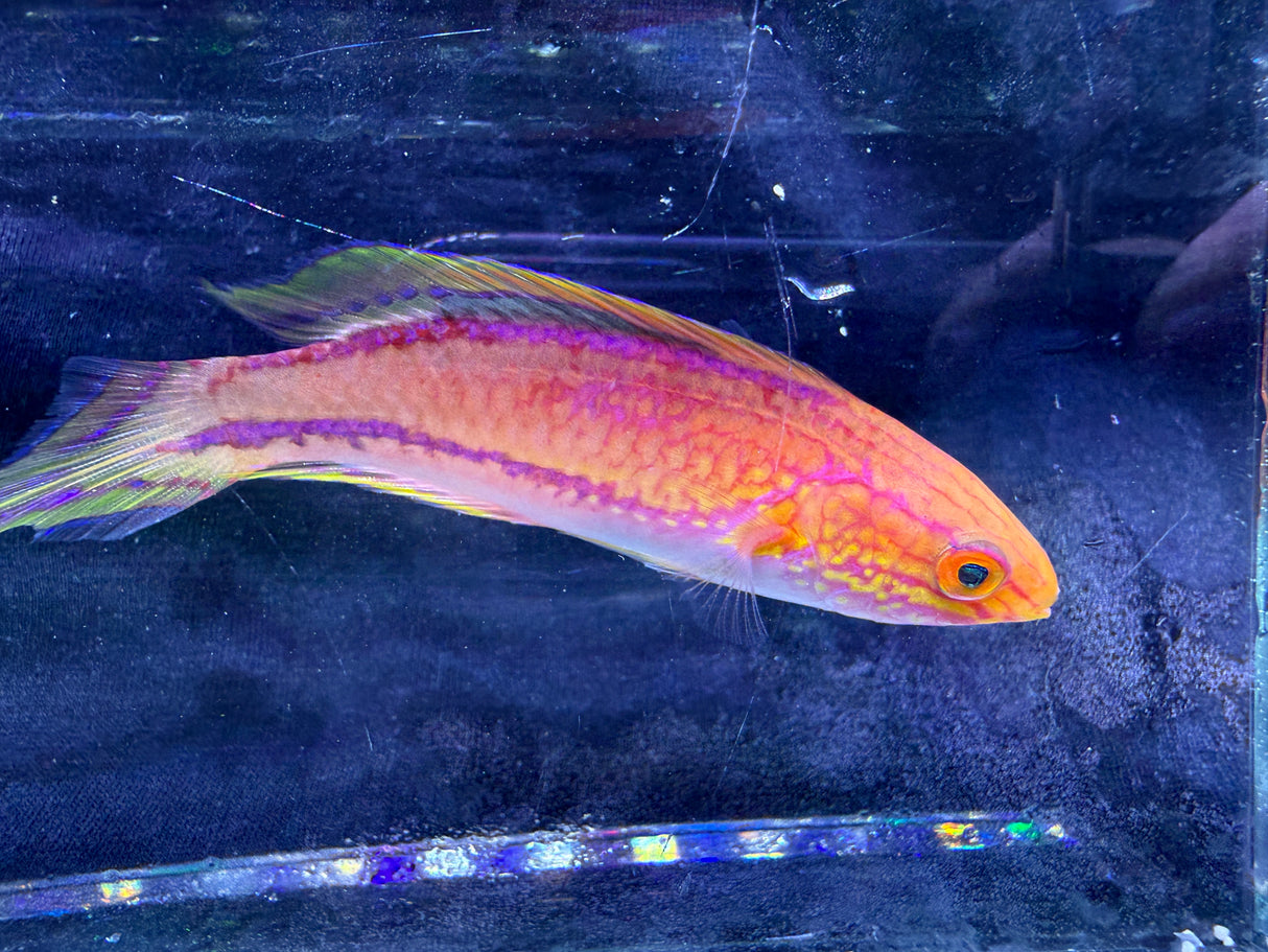 Pintail wrasse