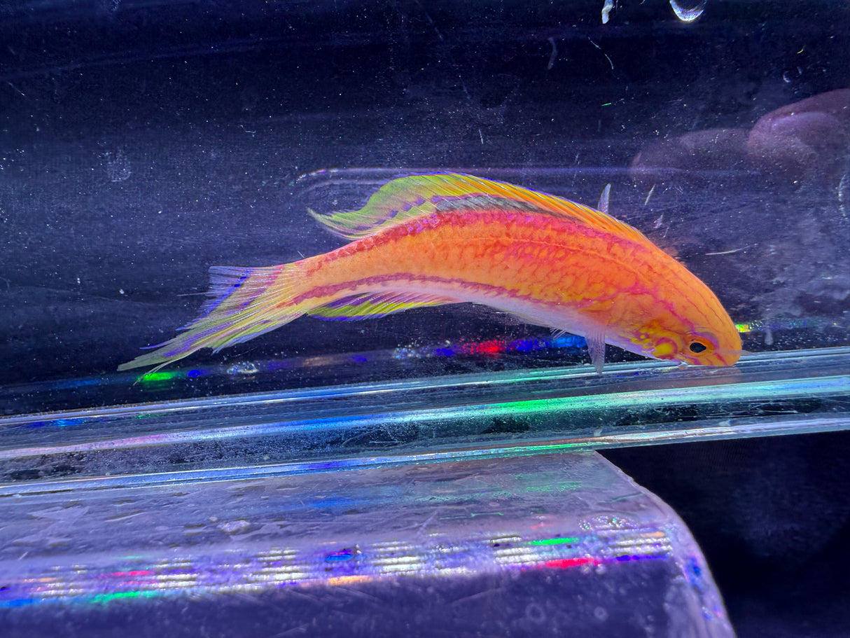 Pintail wrasse