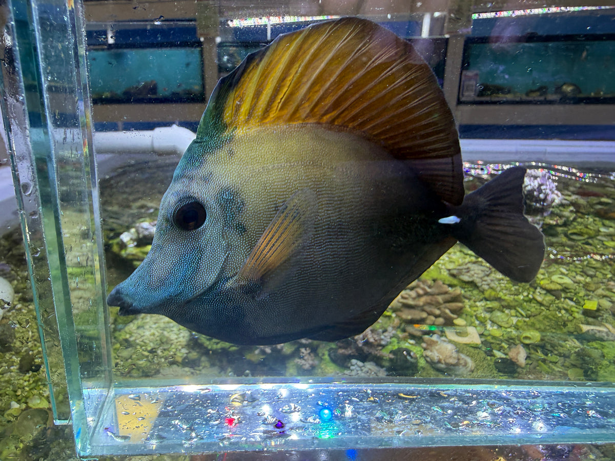 Koi scopas tang WYSIWYG SF6