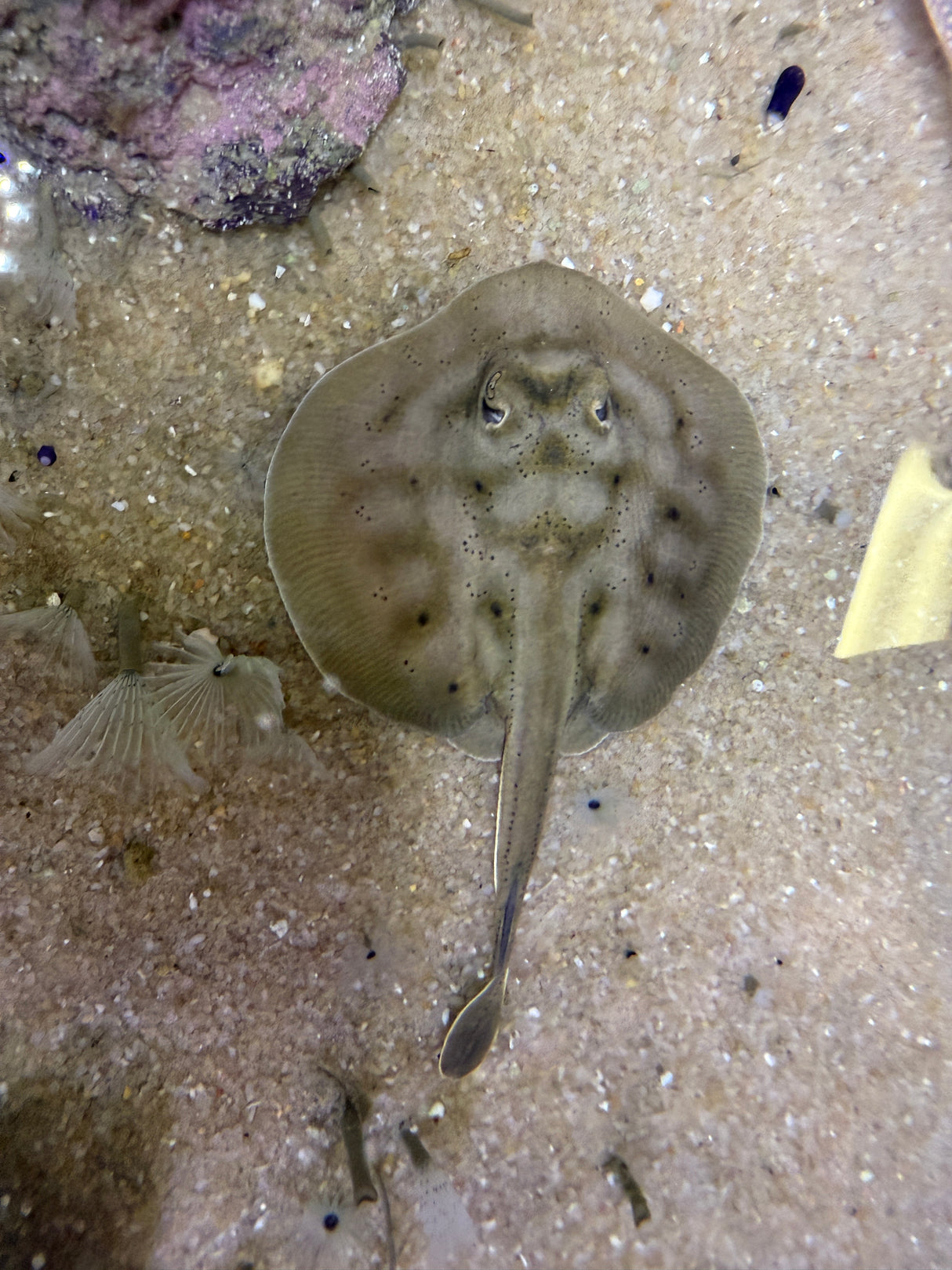 Cortez stingray