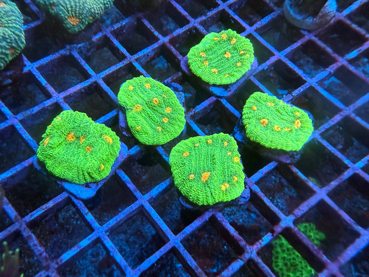 5 Pack of Stoney coral
