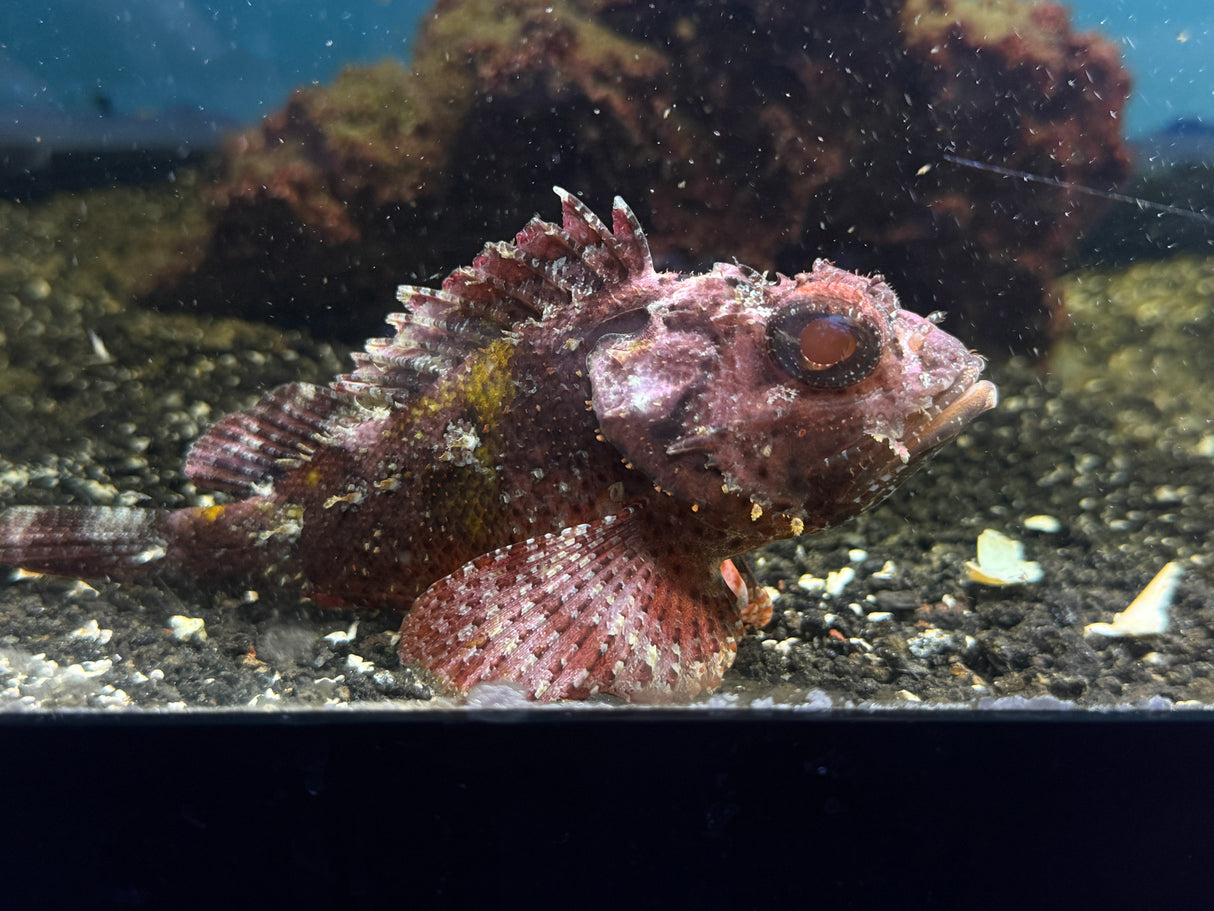 Red Scorpionfish