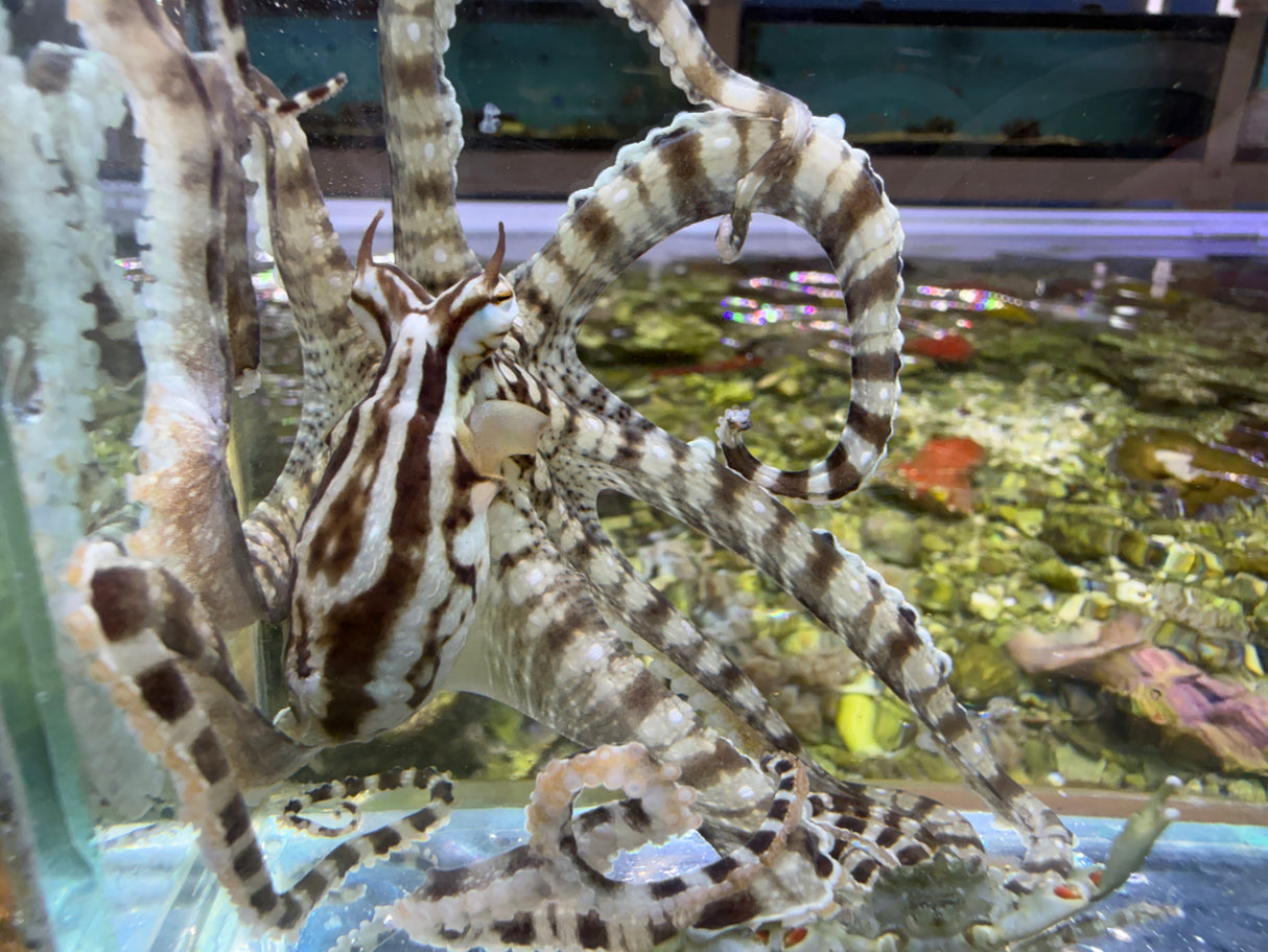Mimic octopus