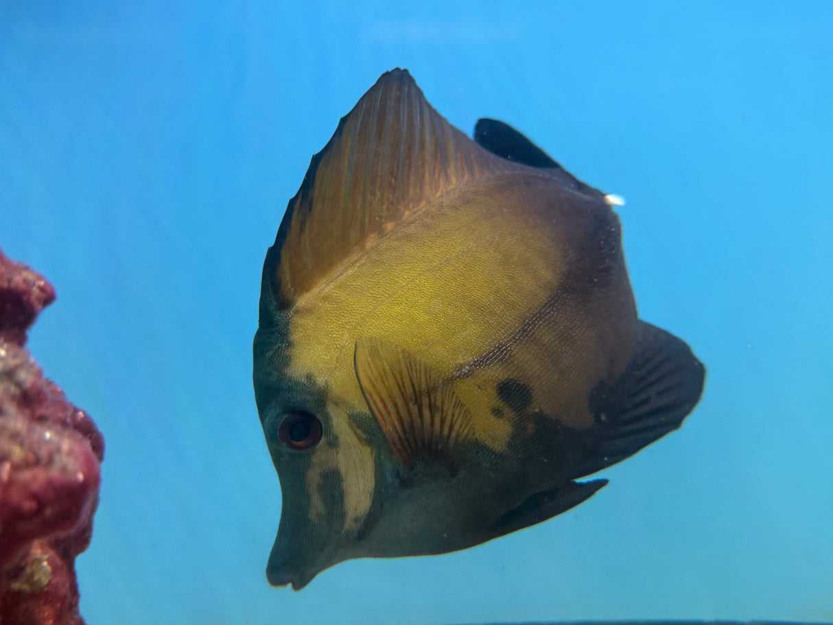 Blue Face Koi Scopas Tang 6