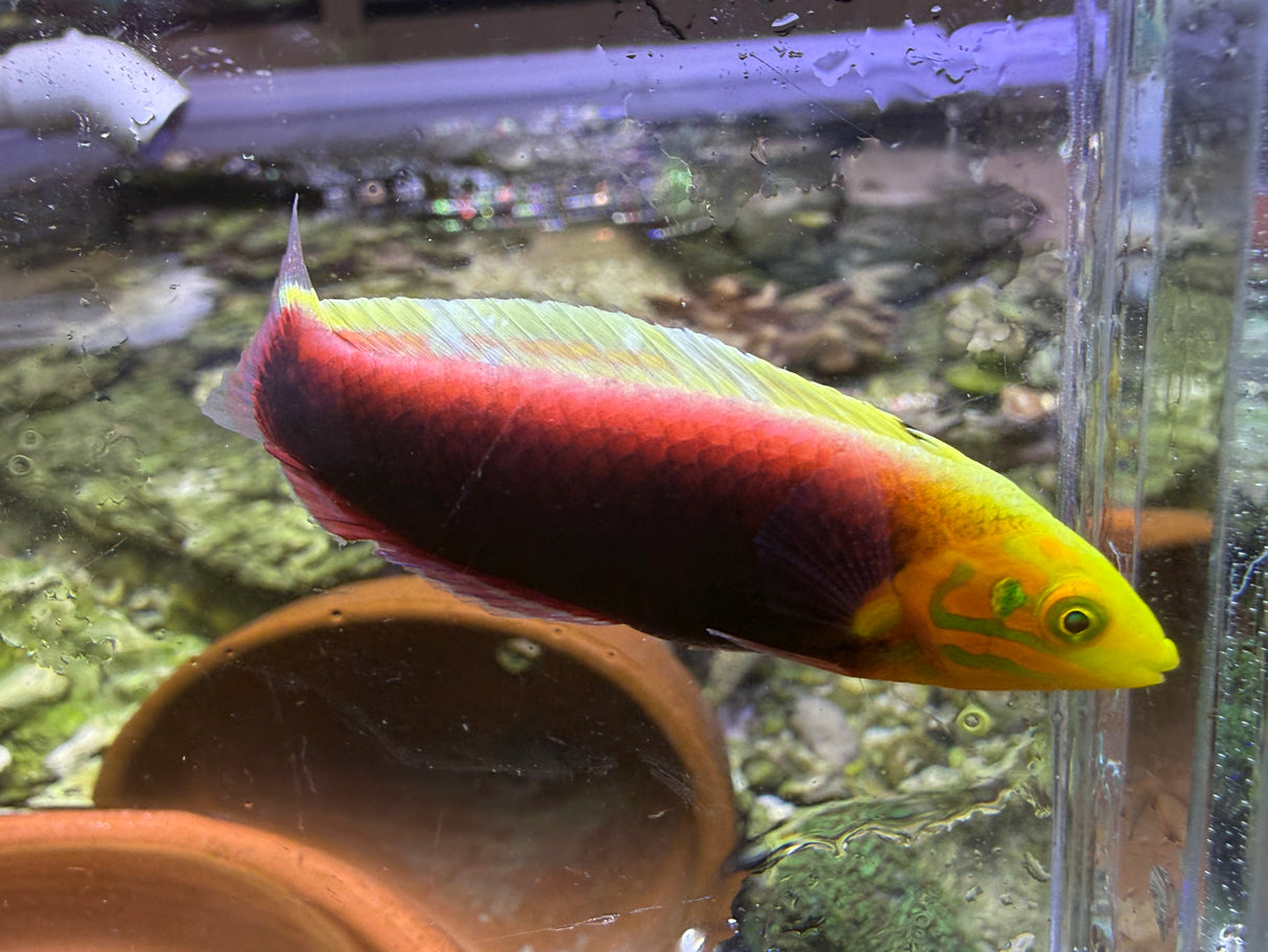 Radiant Wrasse
