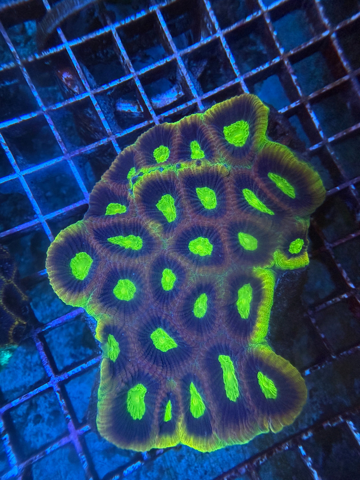 Dragon Soul Favia Coral LPS Aquacultured WYSIWYG