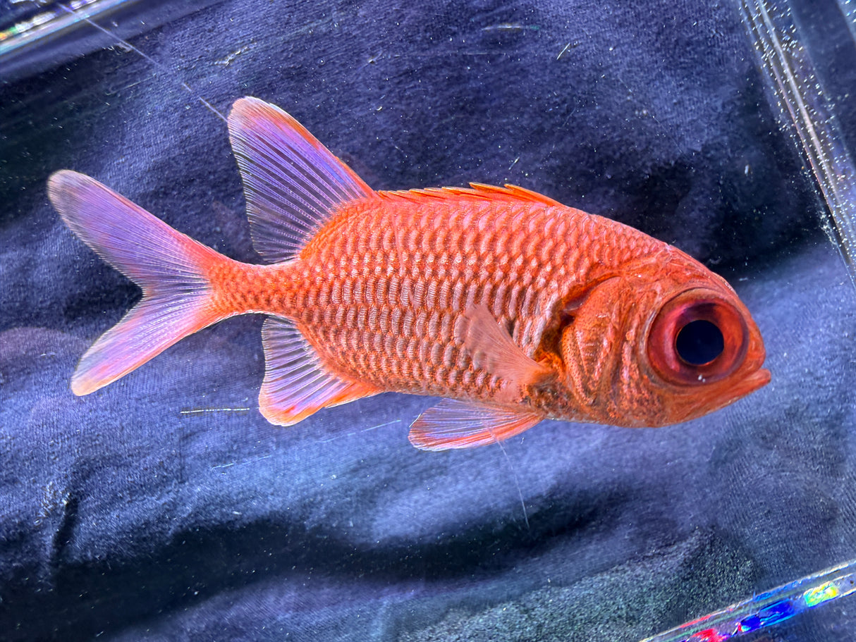 Squirrelfish