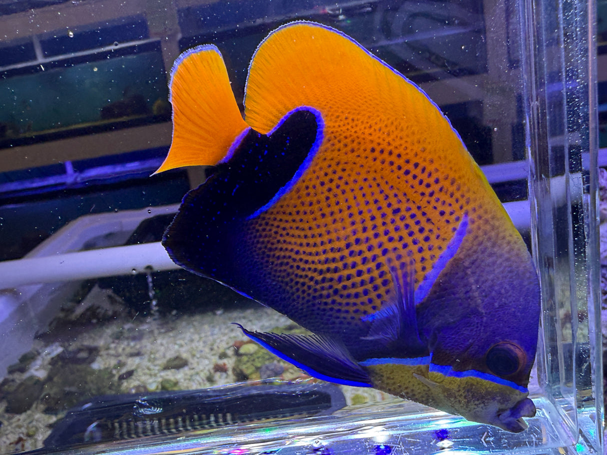 Majestic angelfish