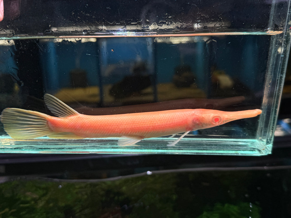 Albino alligator gar