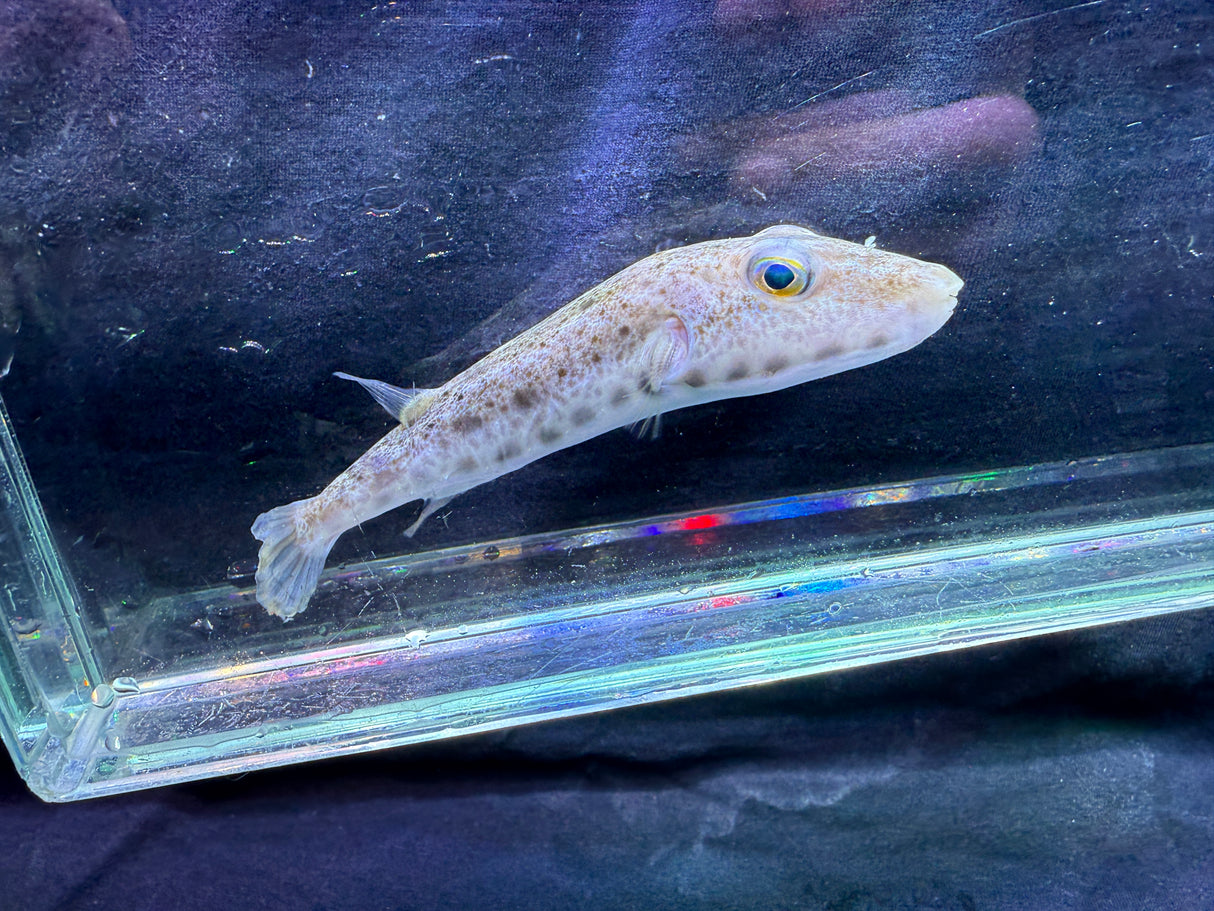 Southern Burrowing Puffer