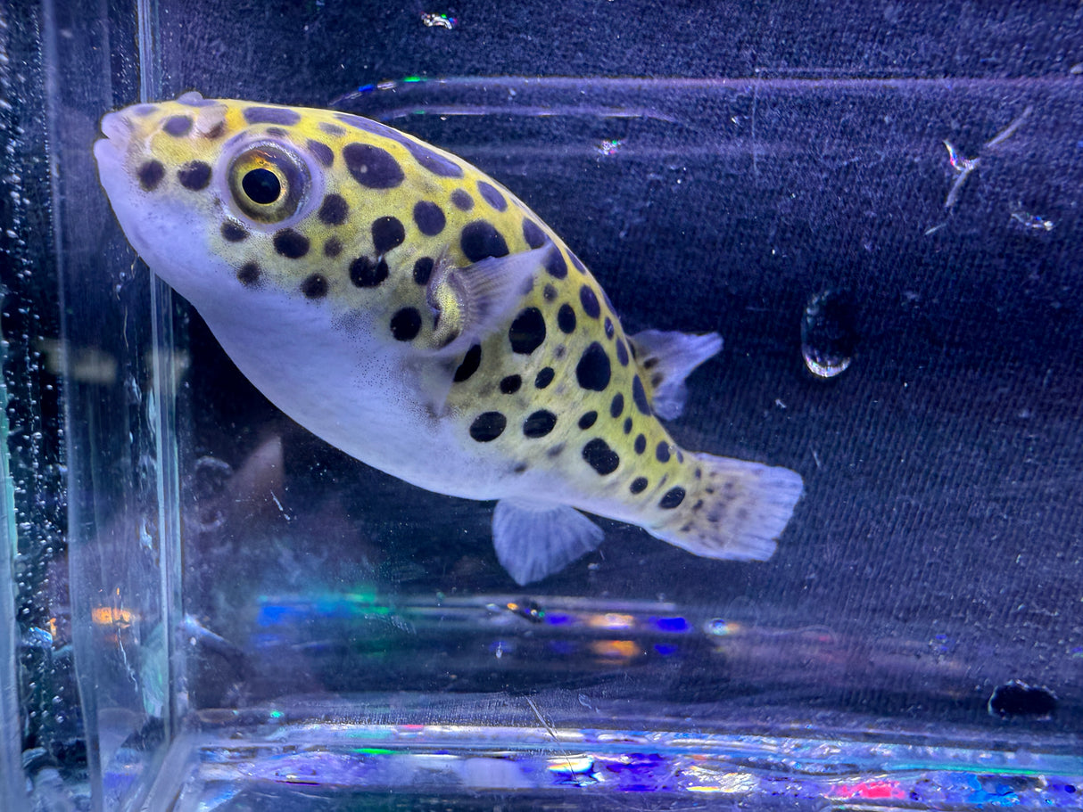 Saltwater Green Spotted puffer