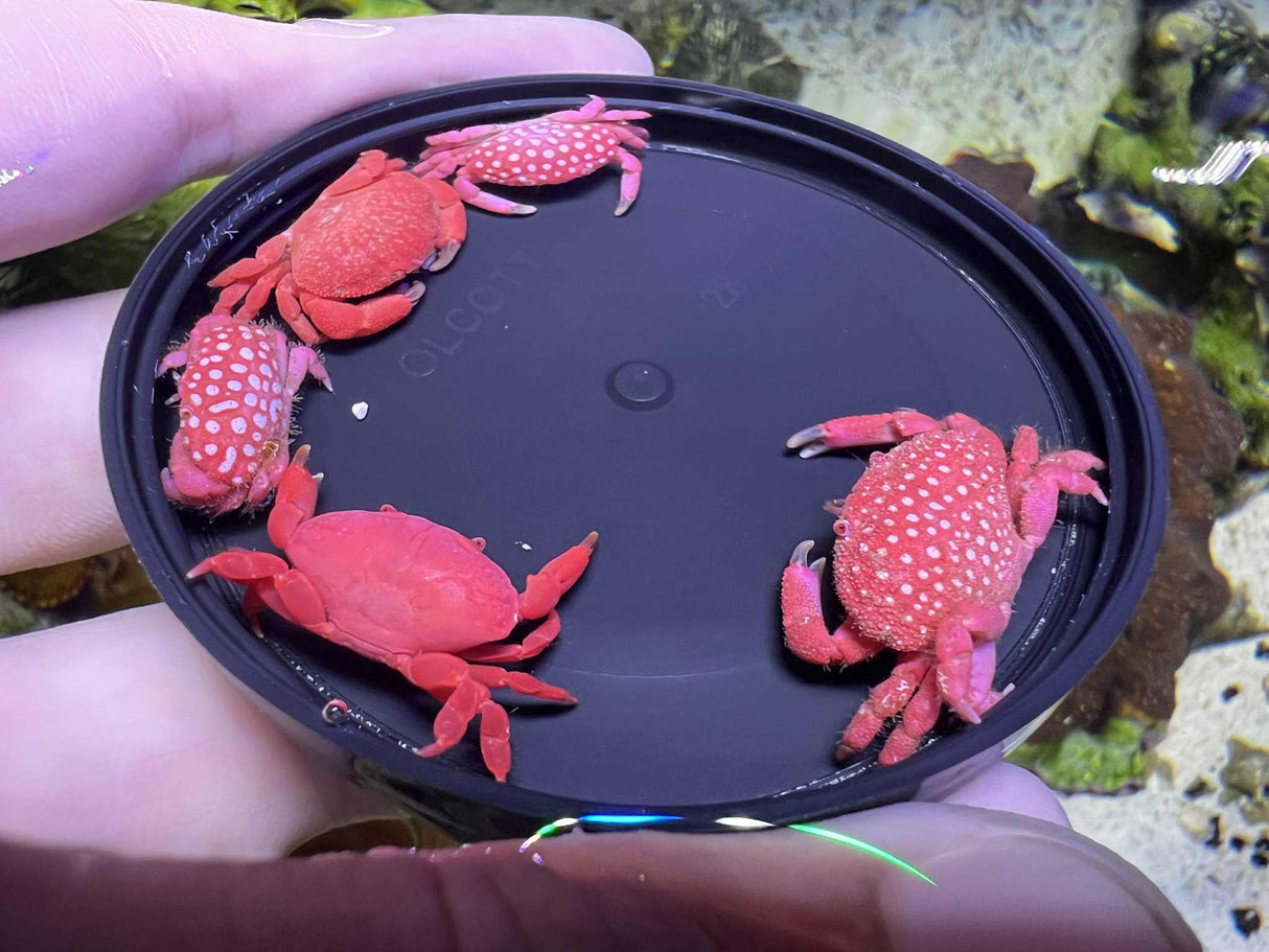 Strawberry Crab AVAILABLE SATURDAY