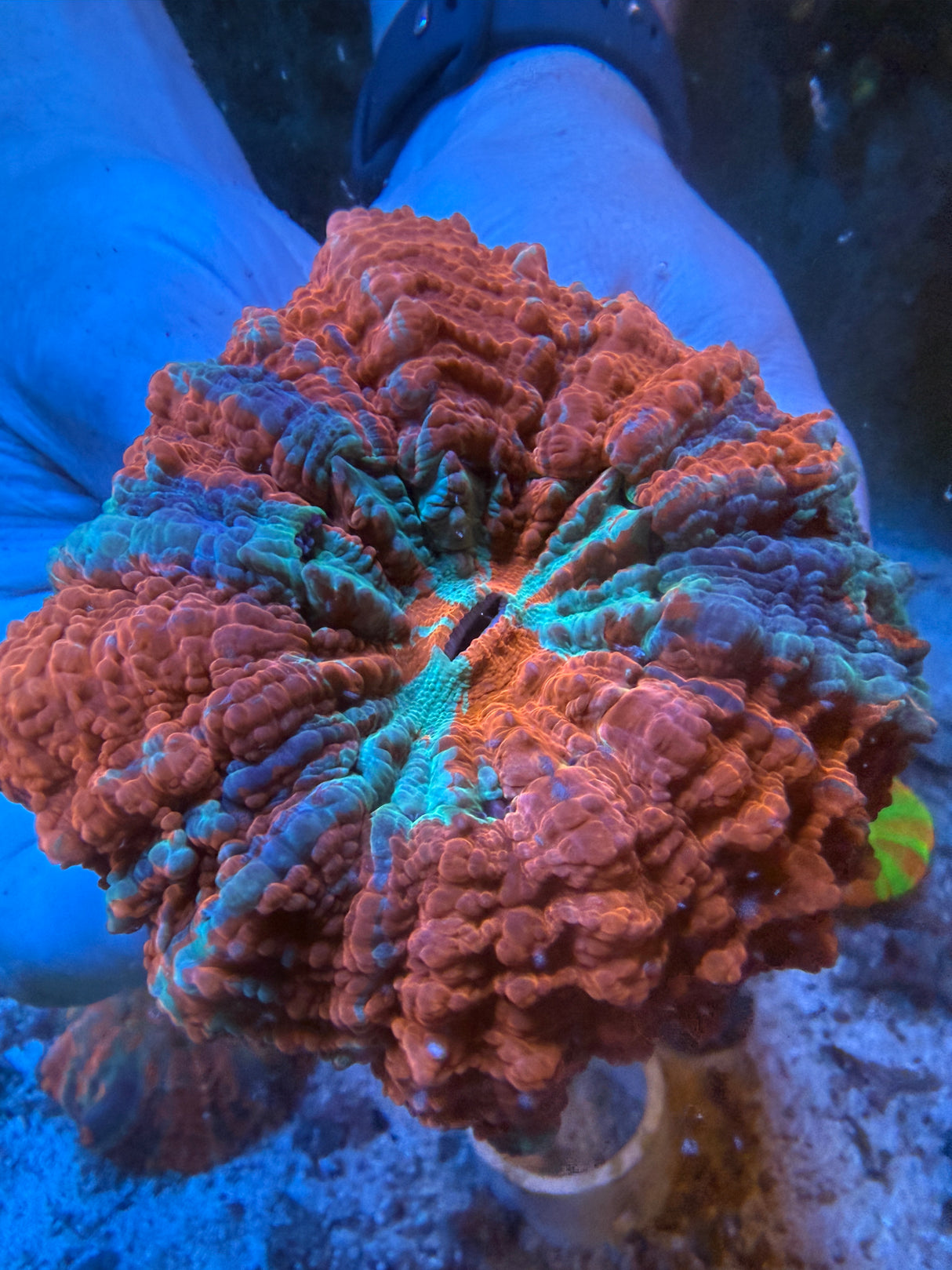Ultra Acanthophyllia #1