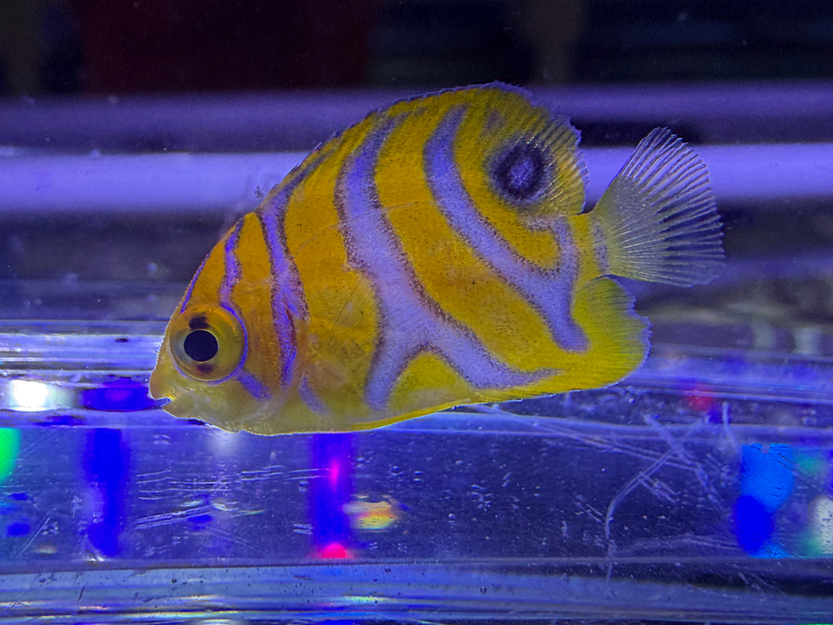 Captive bred A2 grade Misbar regal angelfish small WYSIWYG