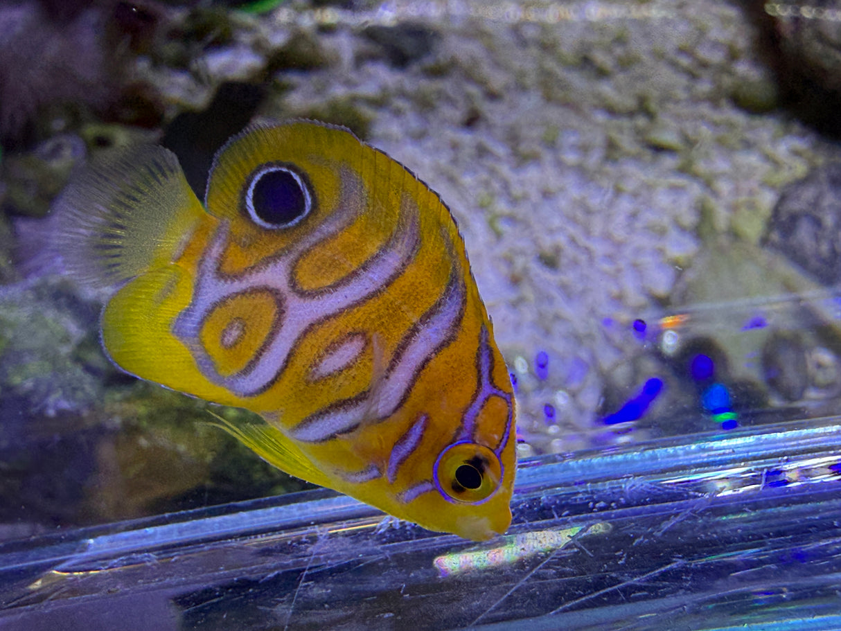 Captive bred A1 grade Misbar regal angelfish small WYSIWYG