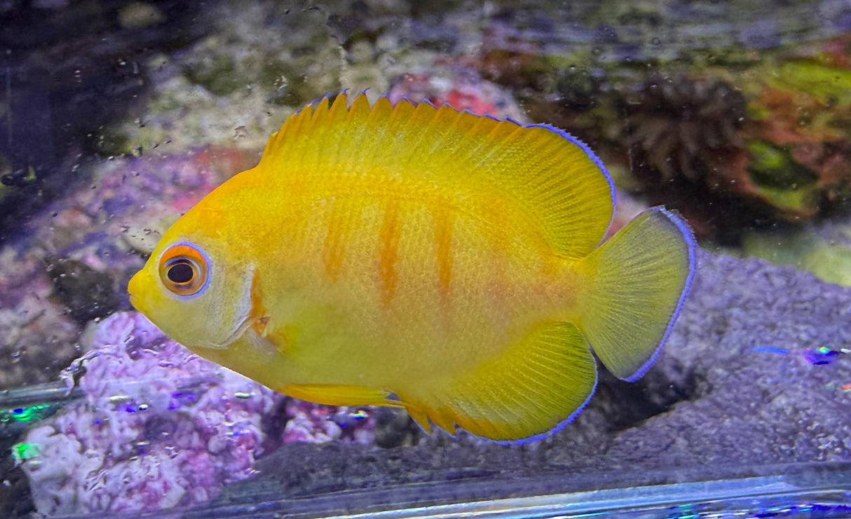 Captive bred Lemonpeel X Eibli hybrid