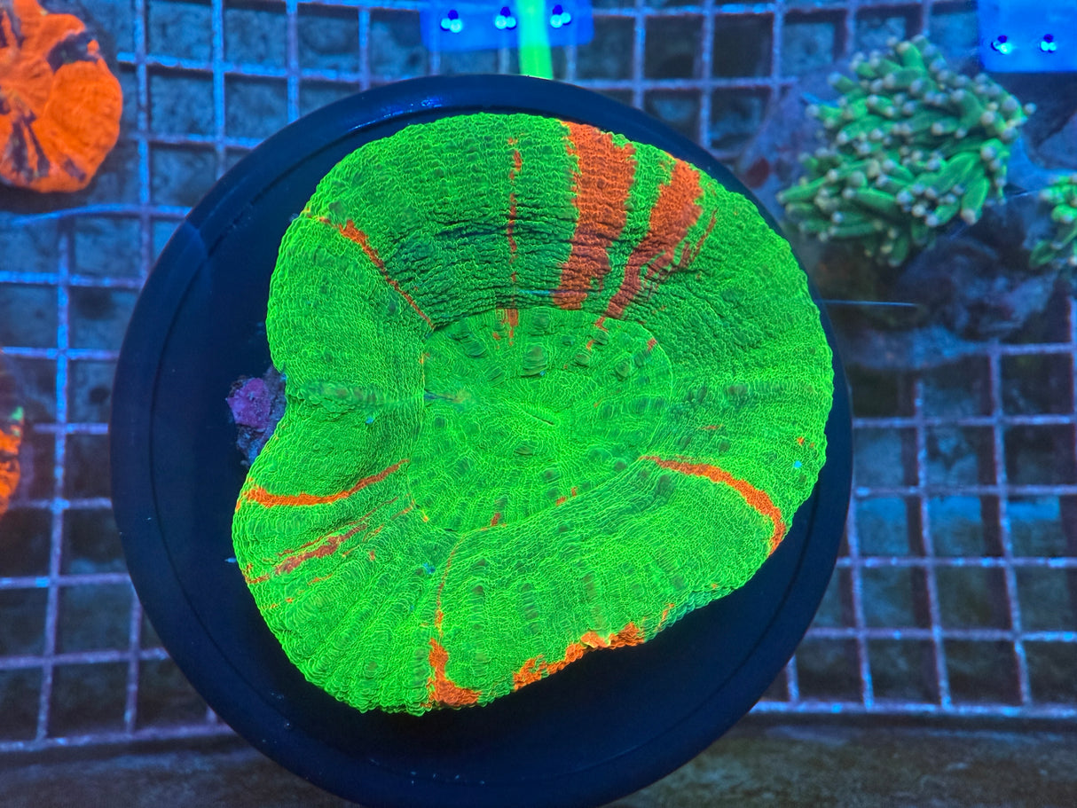 Bleeding apple Scoly 1