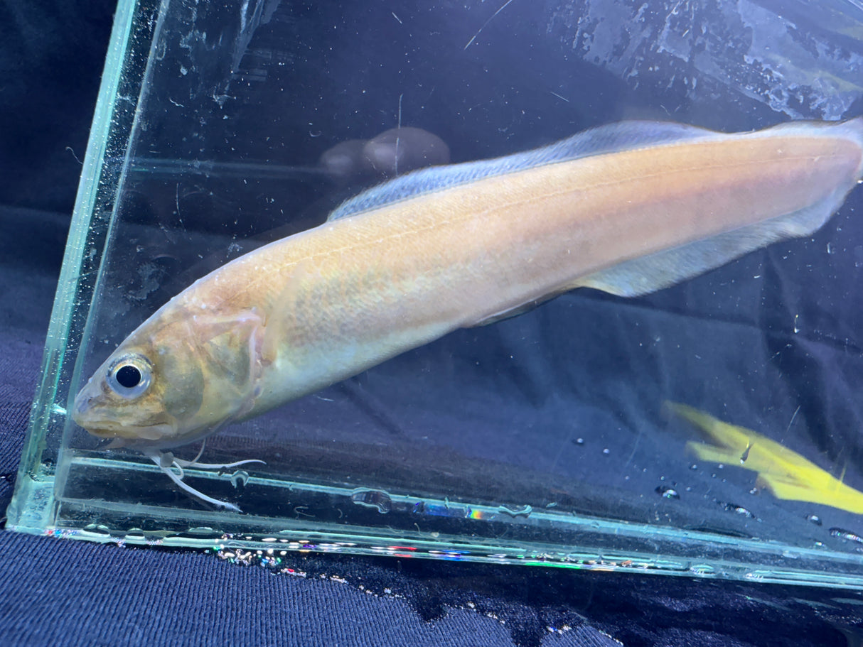 Striped Cusk Eel