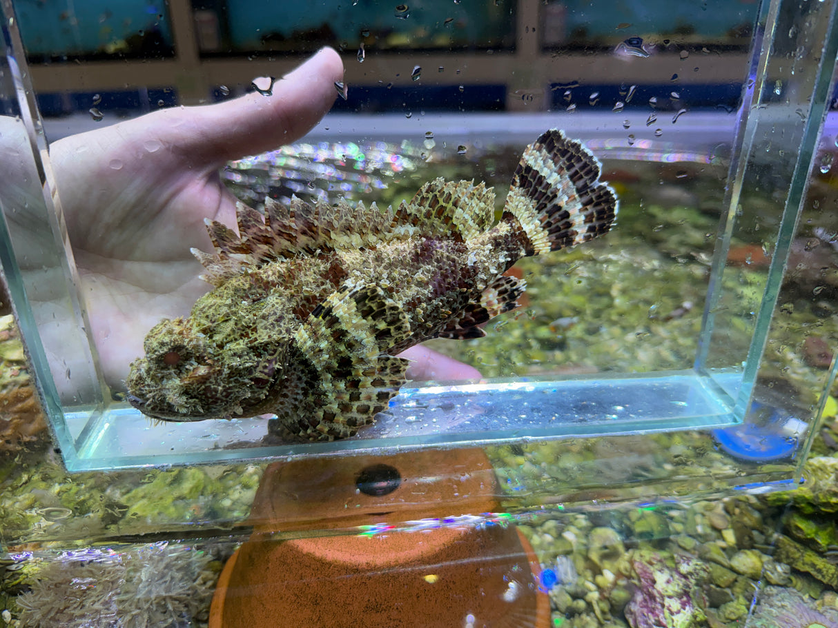 Red Scorpionfish