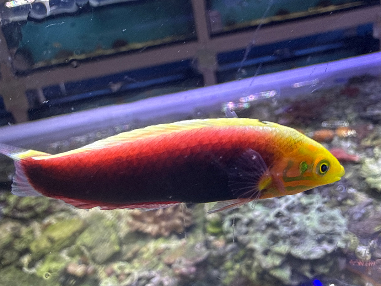 Radiant Wrasse