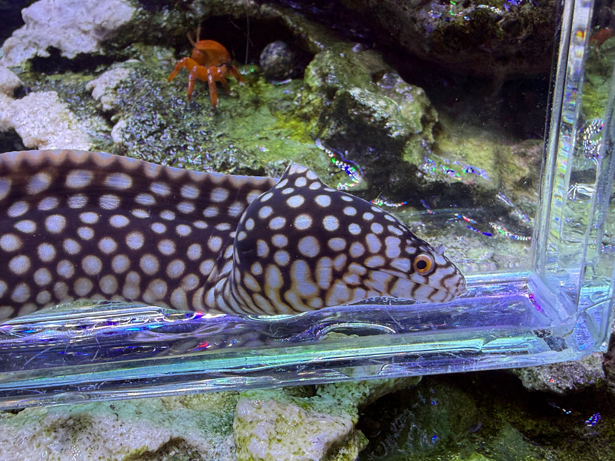 Small African dragon eel 12in