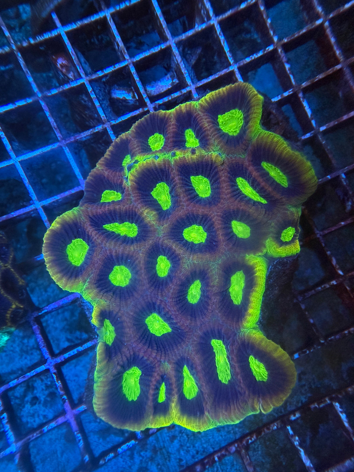 Dragon Soul Favia Coral LPS Aquacultured WYSIWYG