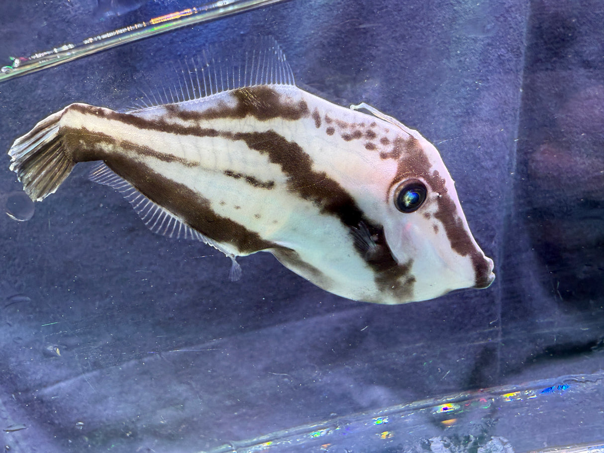 Leatherjacket filefish