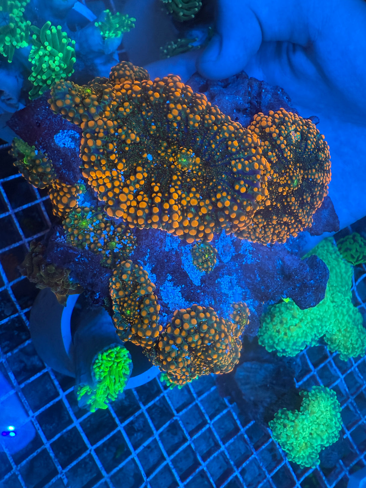 Godzilla Yuma mushrooms