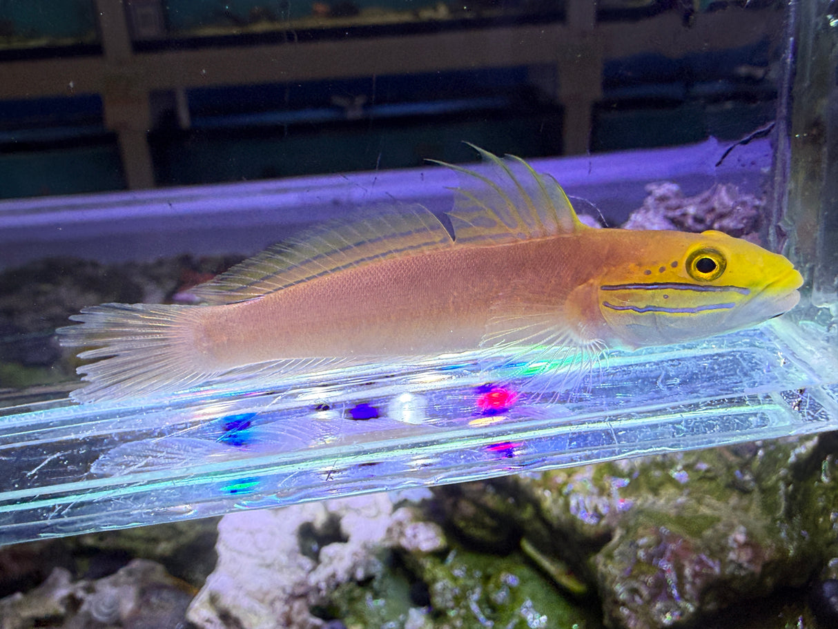 Bella goby