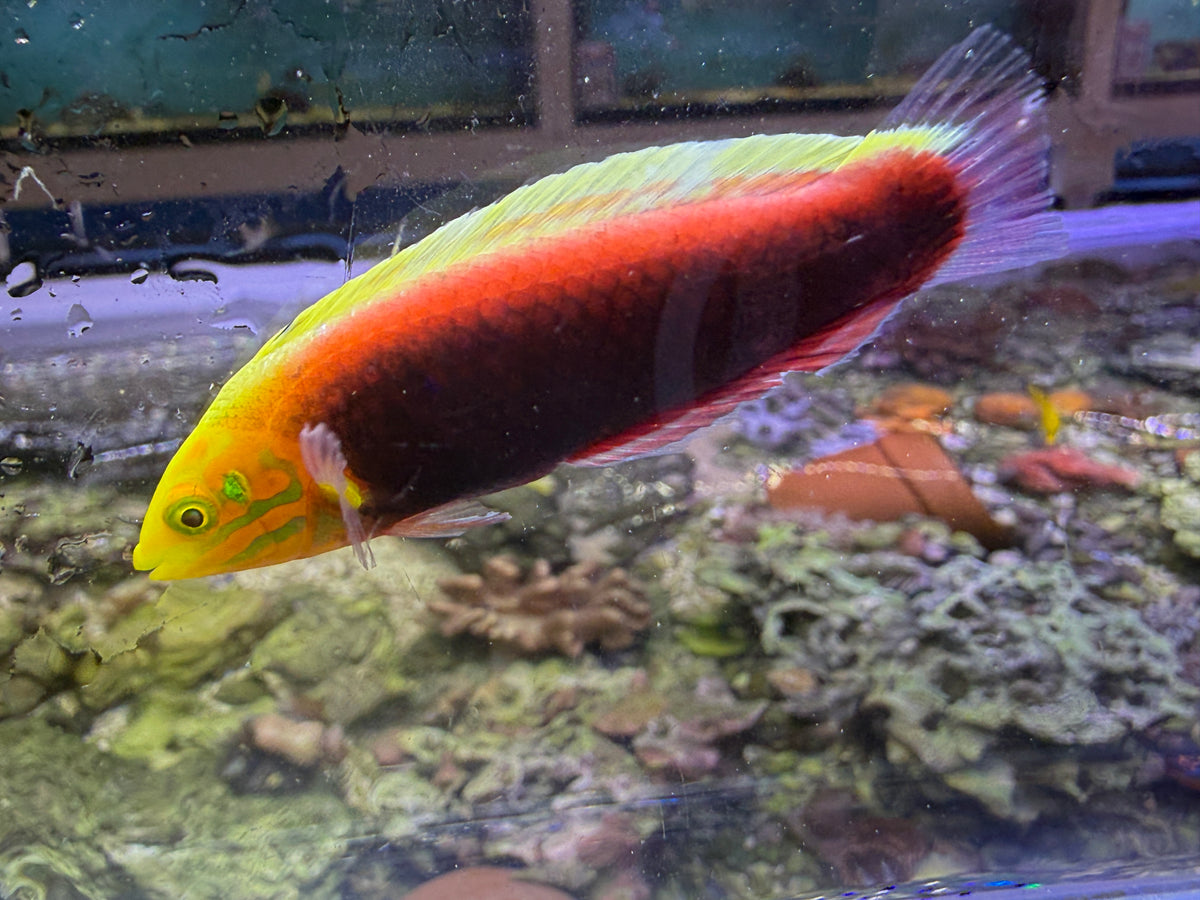 Radiant Wrasse