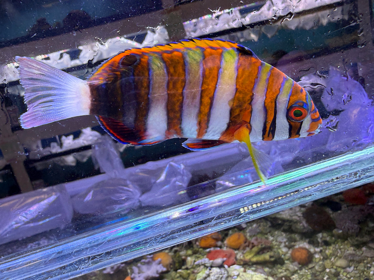 Harlequin Tusk Fish