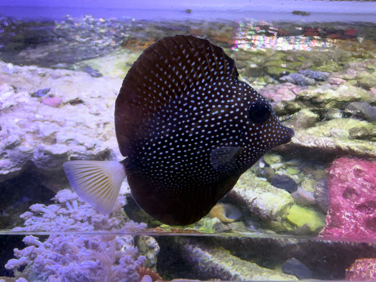 Gem tang-small