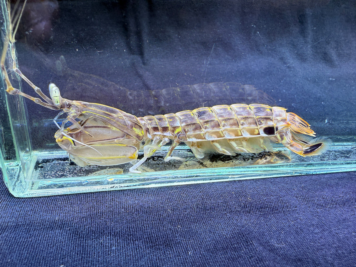 Slasher Mantis shrimp