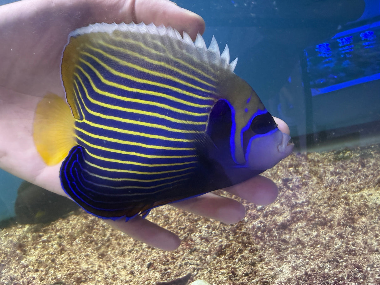 Large emperor angelfish