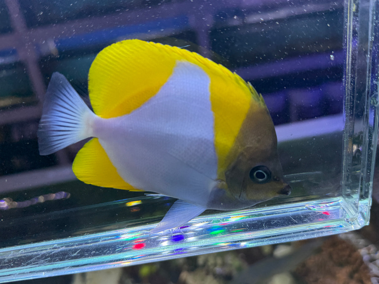 Pyramid butterfly fish