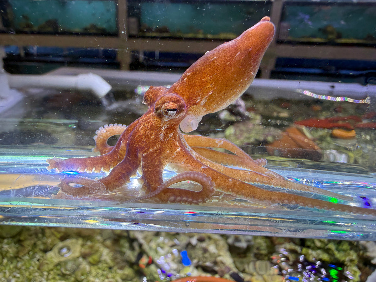 Pygmy octopus