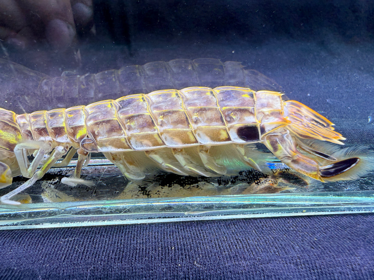 Slasher Mantis shrimp