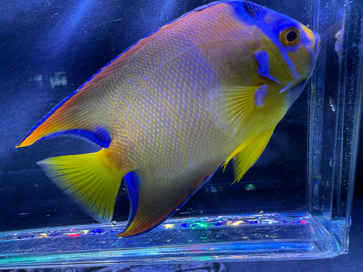 Adult Queen Angelfish