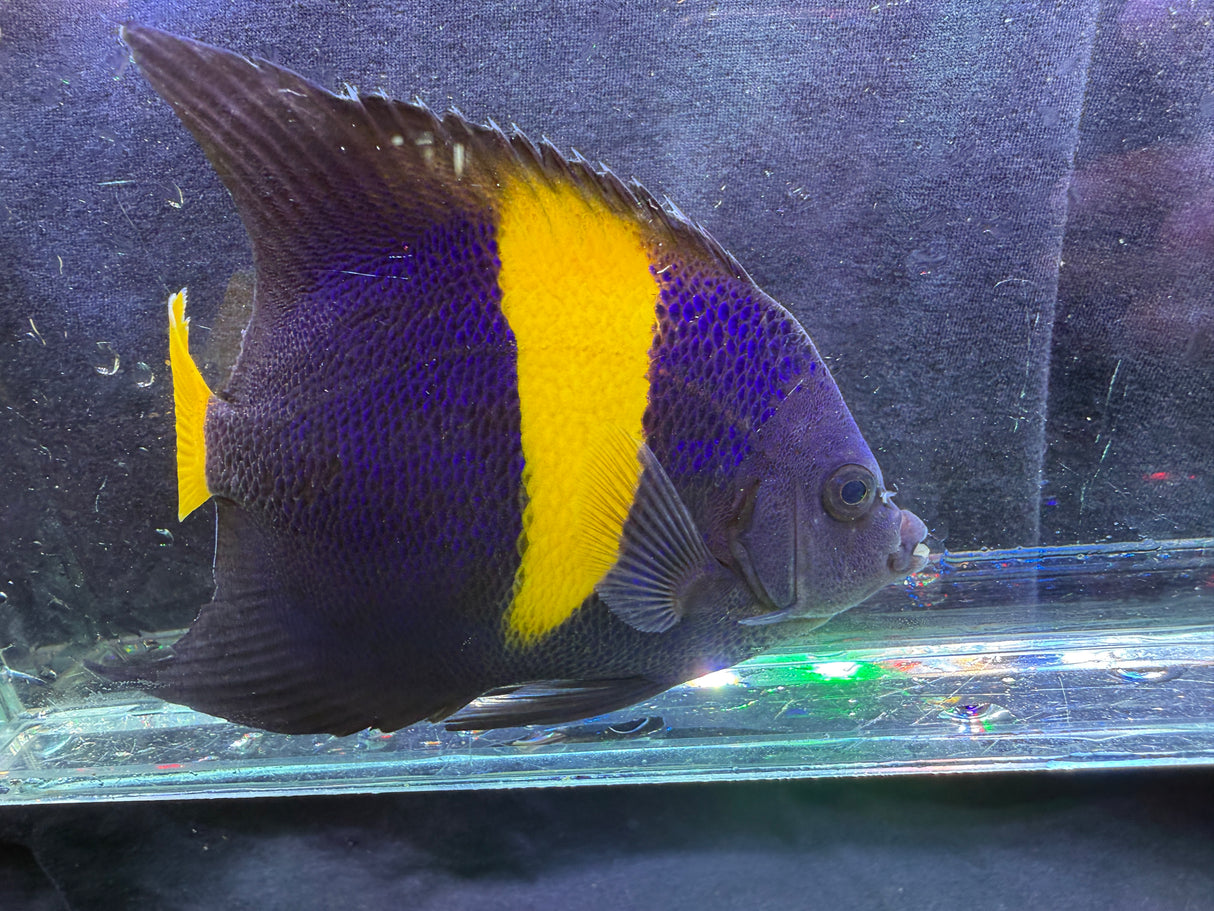 Large asfur angelfish